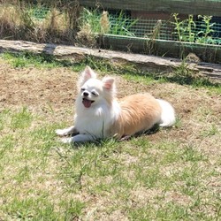 「繁殖引退犬の里親になって」サムネイル1