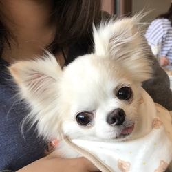 「繁殖引退犬の里親になって」サムネイル3