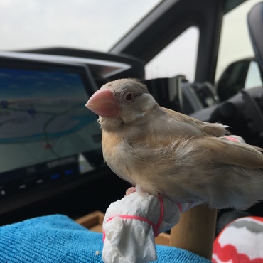 一緒におでかけ☆シナモン文鳥の雪之丞