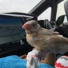 一緒におでかけ☆シナモン文鳥の雪之丞