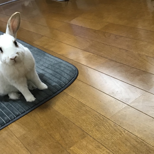 そるてぃらいちのカバー写真