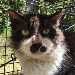 近況、ネコの個性さまざま、「猫返し神社」