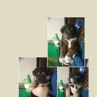 大型ミックスの子犬