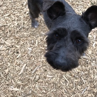 横瀬（よこぜ）フレンドリーシュナ♀