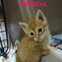 殺処分迫る　緊急募集　天使茶トラ子猫を助けて