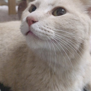 拾いました。カフェラテ色茶トラ去勢済み雄猫です。