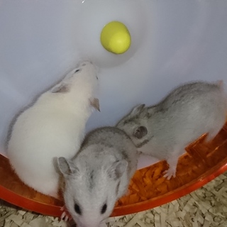 ゴールデンハムスター子ハム