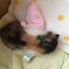 お友達のハダカデバネズミと一緒