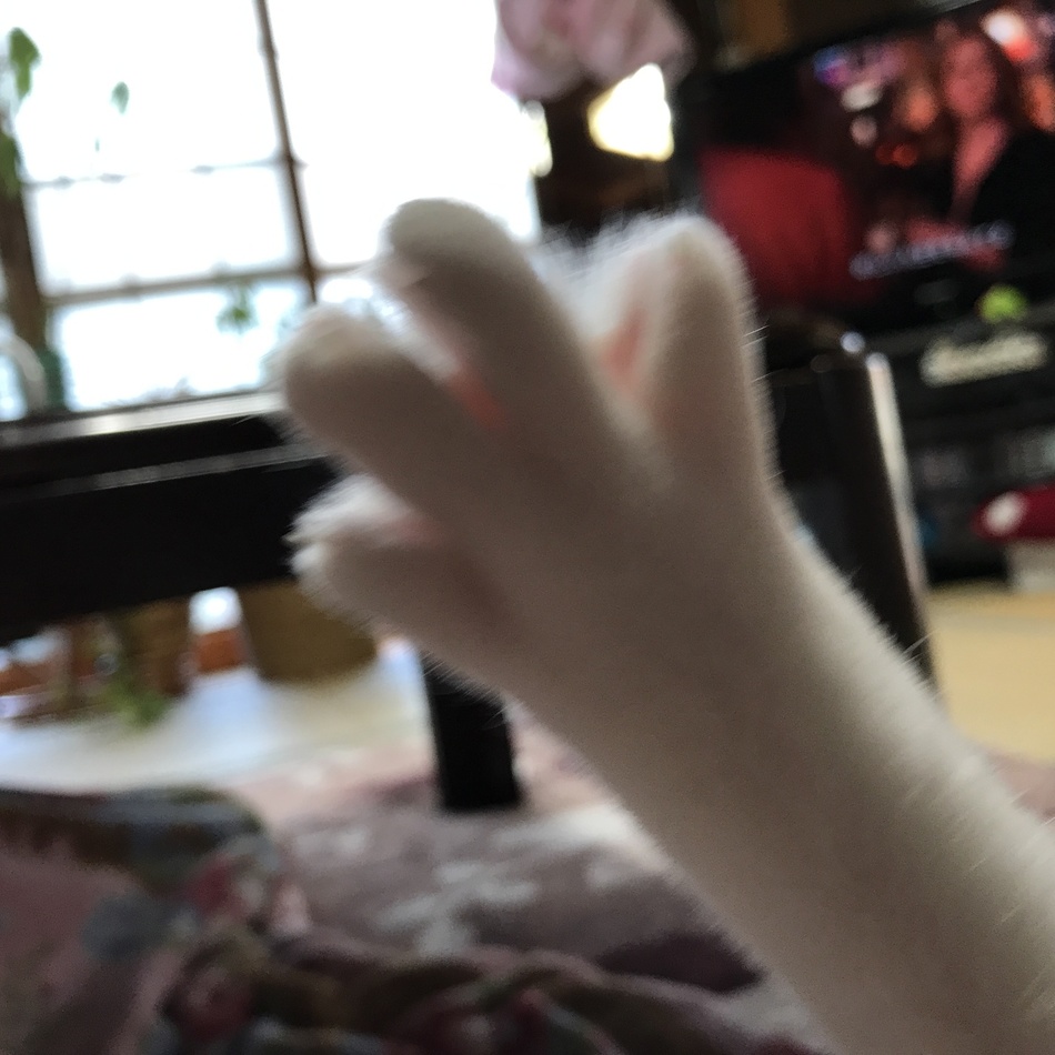 ねねのカバー写真