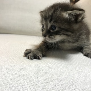 子猫３匹の里親募集です。