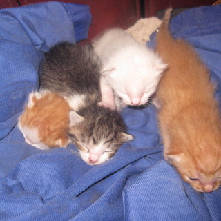 ２匹里親募集♪白ちゃん白キジちゃん決定しました♡