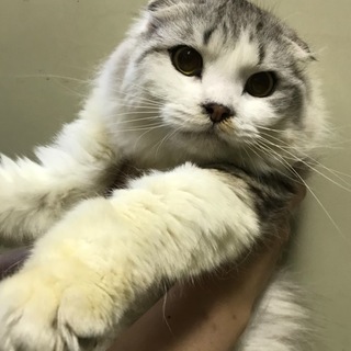 順にご対応中　ベッタリスコ