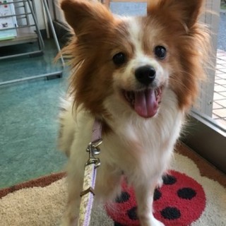 パピヨンの香四子(かしす)ちゃん