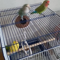 「コザクラインコをお預かりしました。」サムネイル2