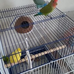 「コザクラインコをお預かりしました。」サムネイル3