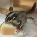 フクロモモンガメス