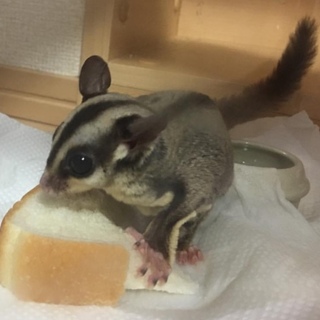 フクロモモンガメス