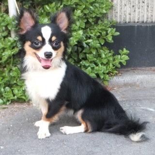 ブラックのチワワ　決まりました