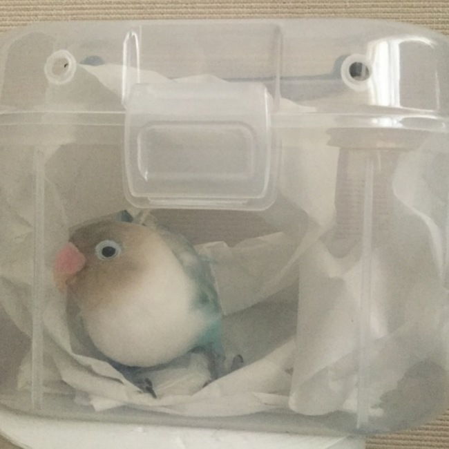 Macaron 0000のカバー写真