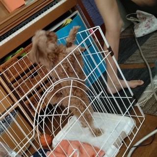 マルプー♀5歳、人懐こいです