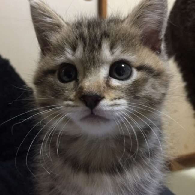 双子のニャンコのカバー写真