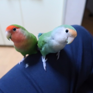 トモとハルの里親さんを探しています