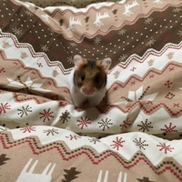 ようちゃん