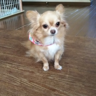 ゆずに家族ができました