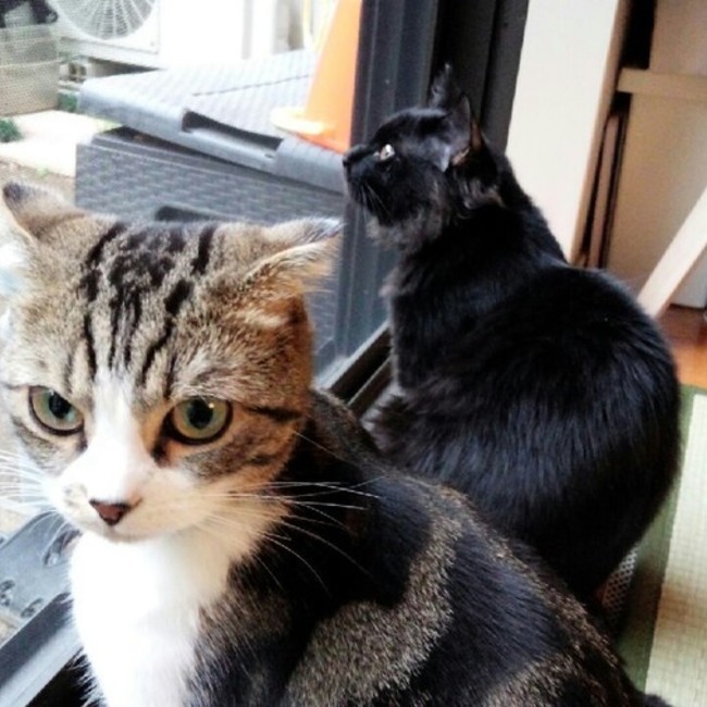 ちょりてしのカバー写真