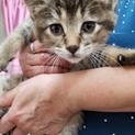 子猫の里親募集☆