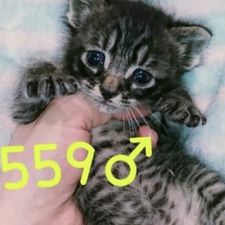 管理番号：OS−559