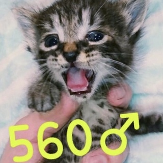 管理番号：OS−560