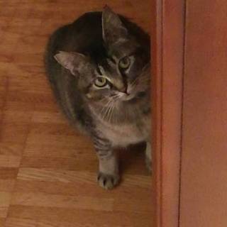 飼い猫初心者でも、安心！留守番も平気な甘えたさん