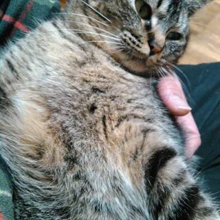 なつっこい単色キジトラ。