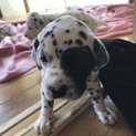 ダルメシアン子犬です