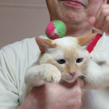 はじめての「乗せ猫」成功かなぁ？