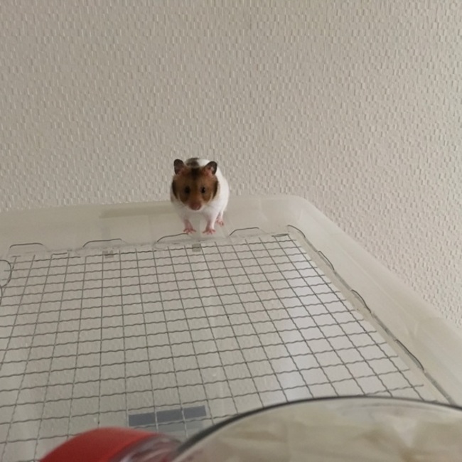 ROROとミローのカバー写真