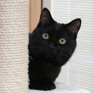 生後10ヶ月くらいの黒猫さん