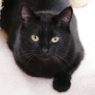 生後10ヶ月くらいの黒猫さん２