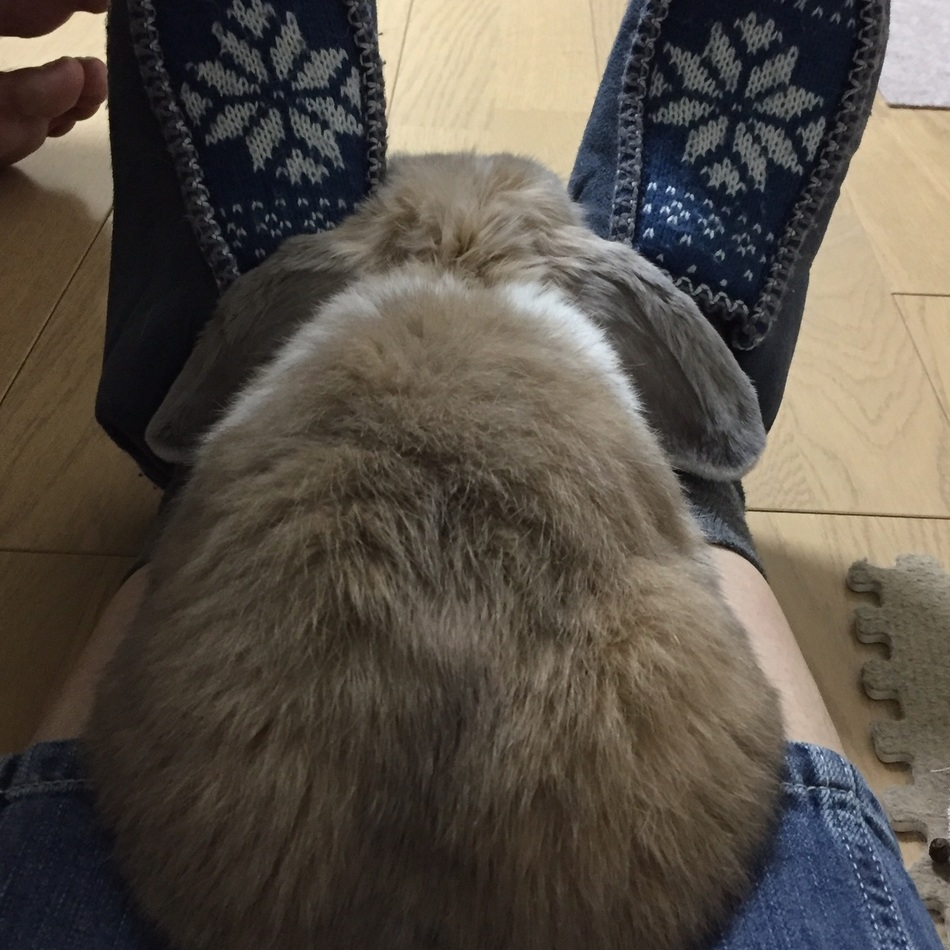 らいむのカバー写真