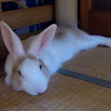 春之助が来て３日目。畳が気持ちいいのか寝そべってます。