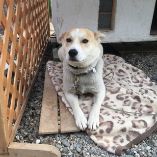 犬の里親さん募集中！