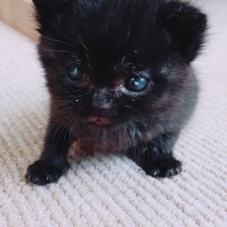 子猫を飼っていただける方募集！！