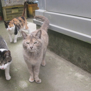 のらちゃんに至急温もりの幸せを