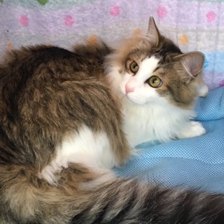 募集一時停止中☆銀次君