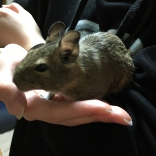 生後4ヶ月デグー里親募集！！