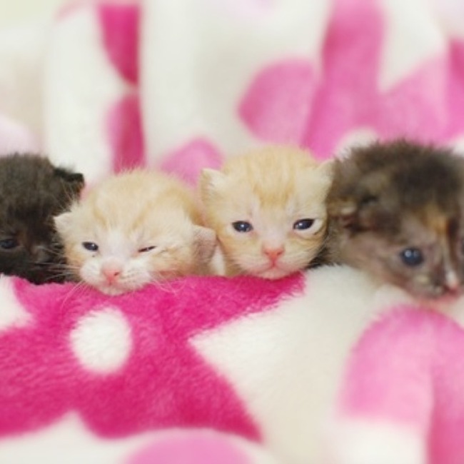 一般社団法人 福岡ねこともの会のカバー写真