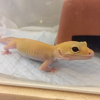 ヒョウモントカゲモドキ里親募集