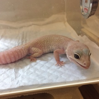 ヒョウモントカゲモドキ里親募集