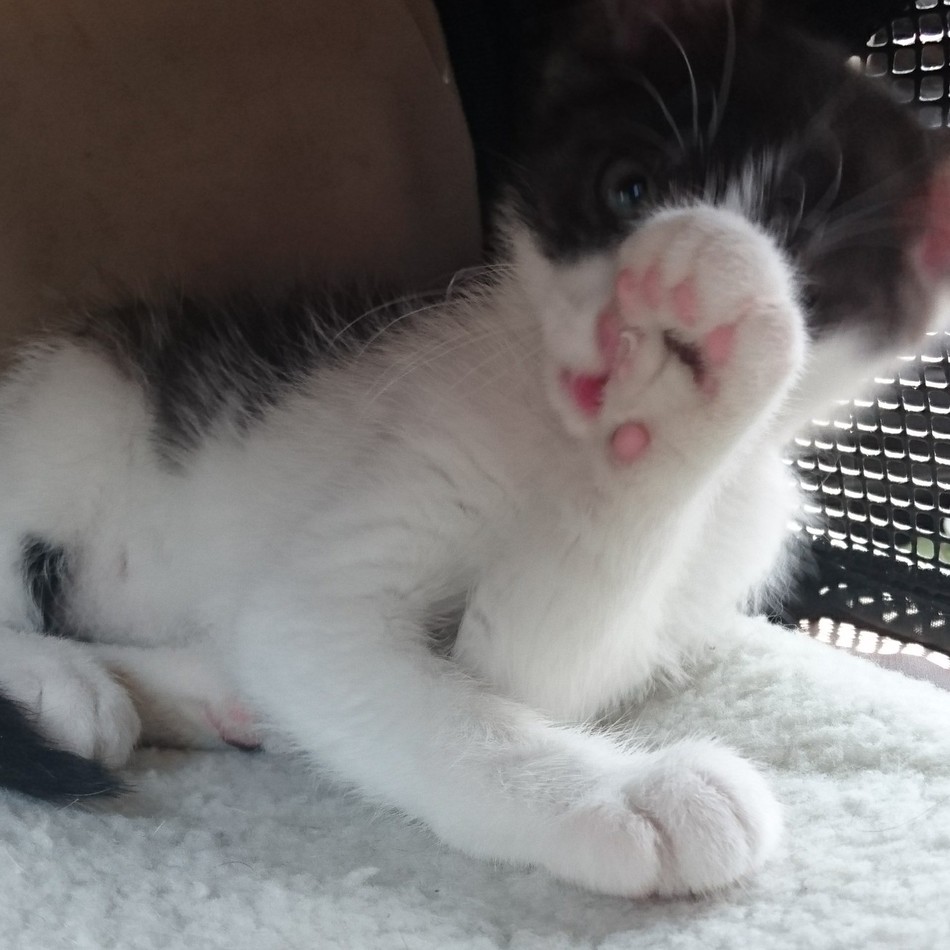 Lime.のカバー写真